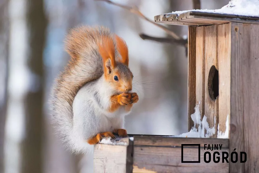 Wiewiórka przy karmniku