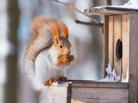 Dokarmianie wiewiórek na zimę