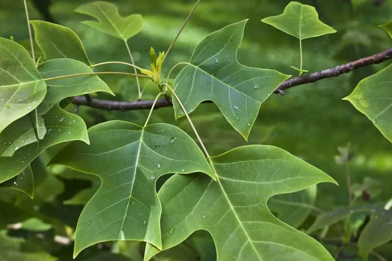 Tulipanowiec chiński Liście tulipanowca chińskiego rosnącego w ogrodzie, a także sadzenie, pielęgnacja, uprawa oraz opis gatunku