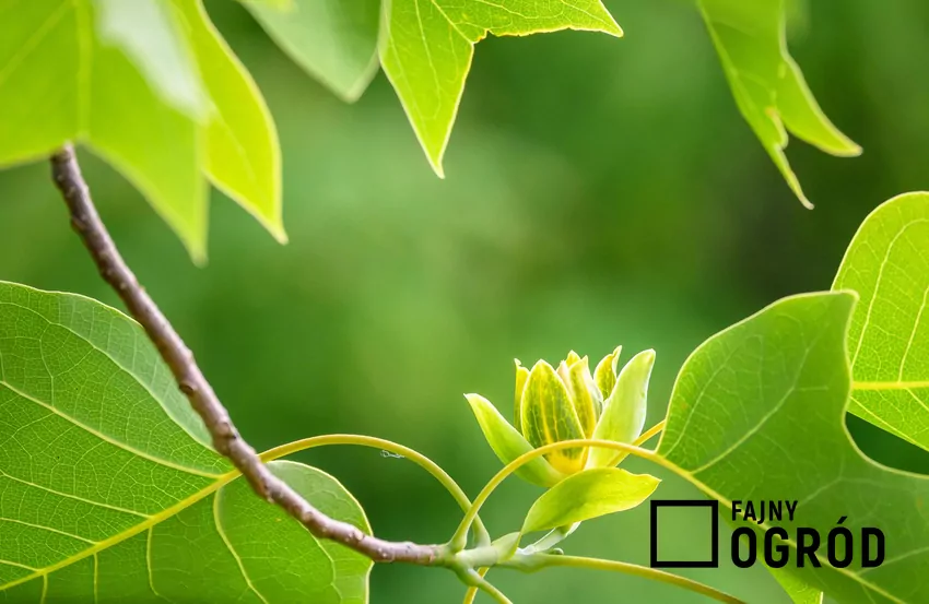 Kwiaty tulipanowca, drzewka o ładnym pokroju, wyglądają jak tulipany. Uprawa rosliny nie jest trudna, cięcie tulipanowca wykonuje się bardzo wczesną wiosną