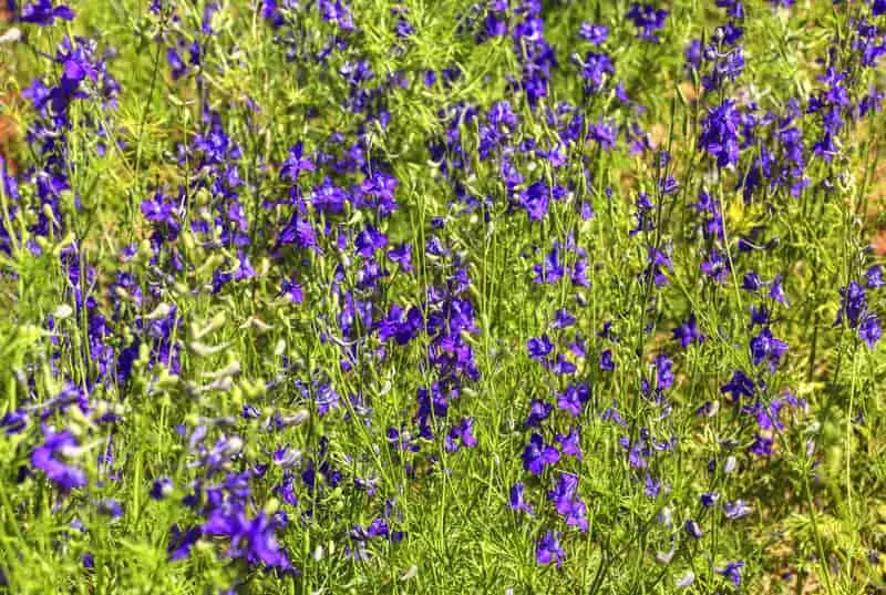 Ciemnoniebieskie kwiaty ostróżeczki polnej, a także pielęgnacji rośliny ostróżeczka polna, sadzenie, uprawa, pielęgnacja i podlewanie