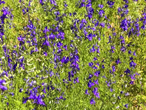 Ostróżeczka polna: trujący chwast przeciw wszom