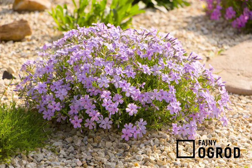 Floks szydlasty nie wymaga zbyt zaawansowanej pielęgnacji. Rozmnażanie go poprzez podział kęp nie jest trudne, a uprawa nie zajmuje dużo czasu