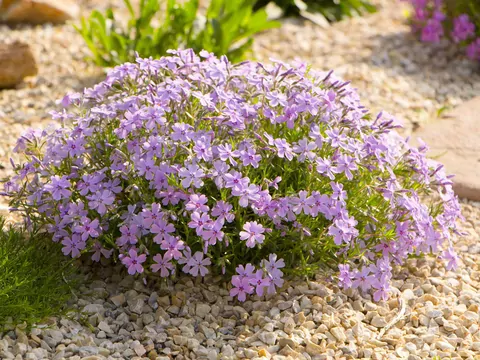 Floks szydlasty - opis i uprawa