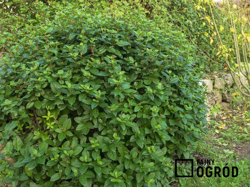 Kalina wawrzynolistna to jedna z najpiękniejszych krzewów, który nadaje się do zasadzenia w ogrodzie, zwłaszcza, że pielęgnacja i rozmnażanie nie są trudne.