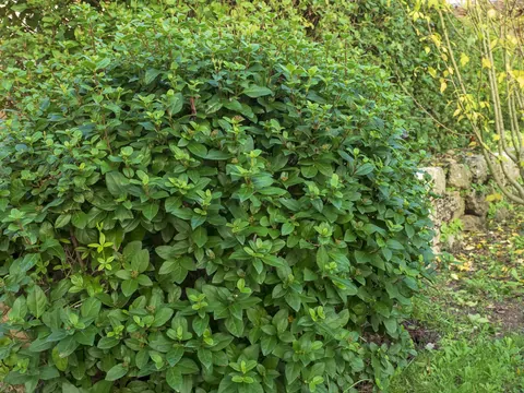 Kalina wawrzynowata: sadzenie i pielęgnacja