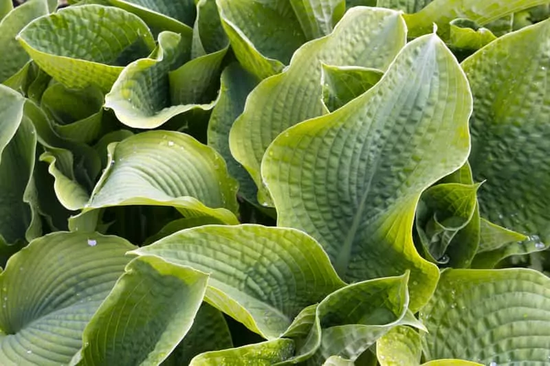 Funkia olbrzymia, czy też hosta olbrzymia - odmiany, stanowisko, warunki uprawy, sadzenie, pielęgnacja, rozmnażanie - porady