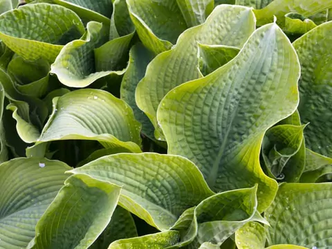 Funkia olbrzymia: uprawa i pielęgnacja