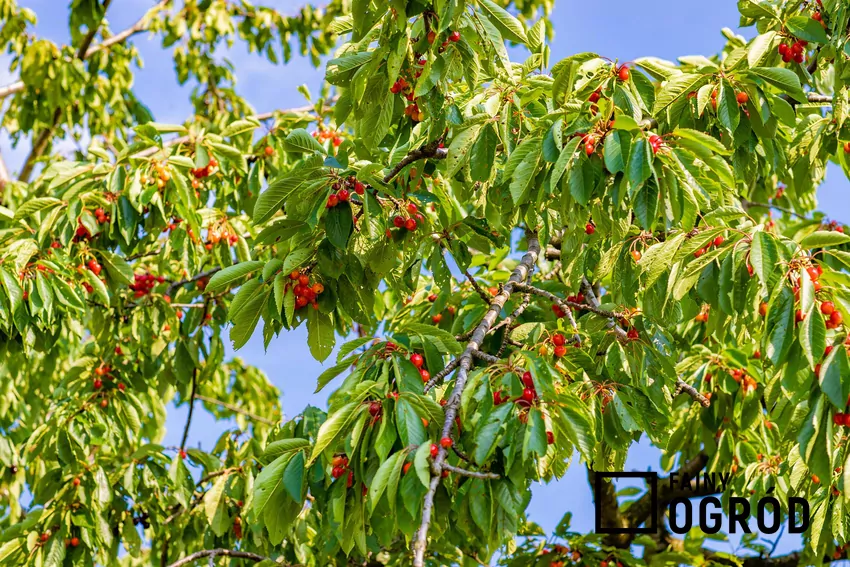 Czereśnia Burlat: opis i uprawa
