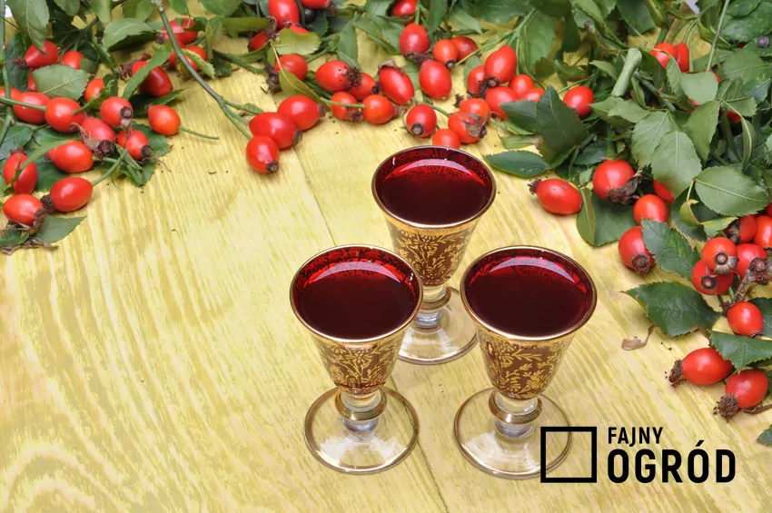 Nalewka z dzikiej róży w kieliszkach