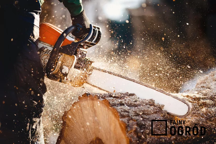 Cięcie drewna pilarką łańcuchową