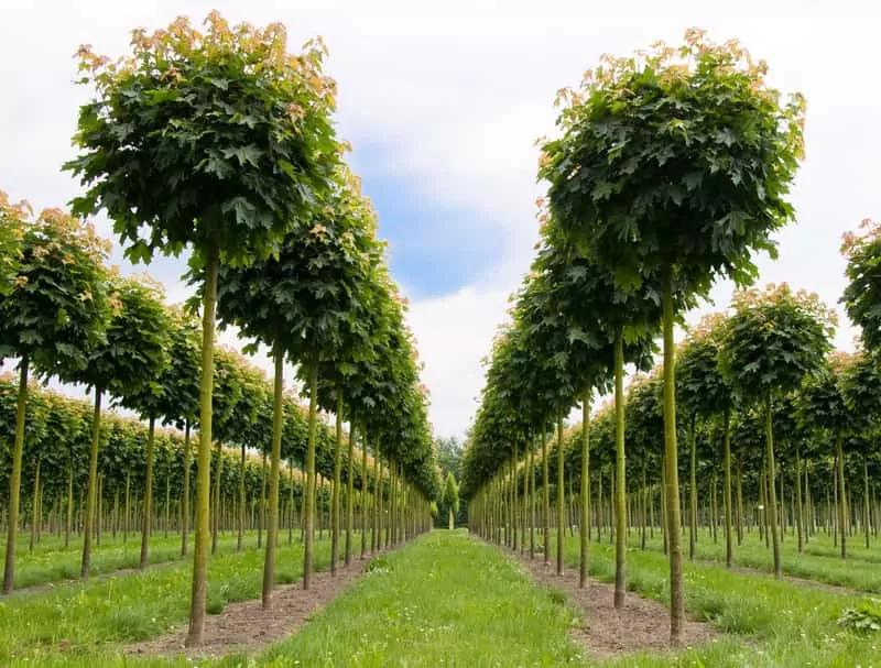 Klon kulisty to niezwykłe drzewko o wyjątkowym pokroju i kolorze liści, jego sadzenie przeprowadza się jesienią. Klon kulisty