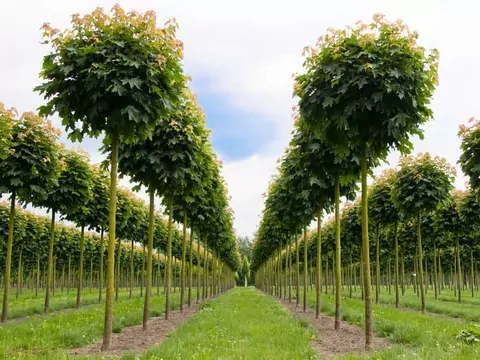 Klon kulisty: sadzenie i pielęgnacja