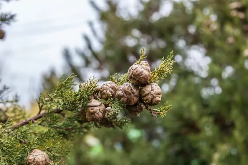 Cyprysik nutkajski Gałązka cyprysika nutkajskiego z szyszkami, czyli odmiany, warunki uprawy, stanowisko, wymagania, pielęgnacja oraz choroby i szkodniki