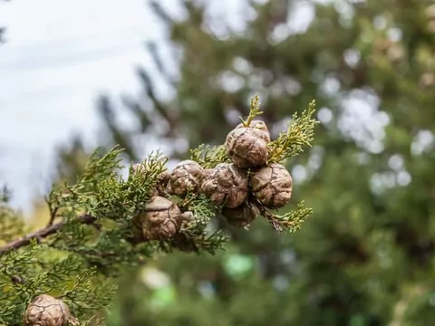 Odmiany, uprawa i choroby cyprysika nutkajskiego
