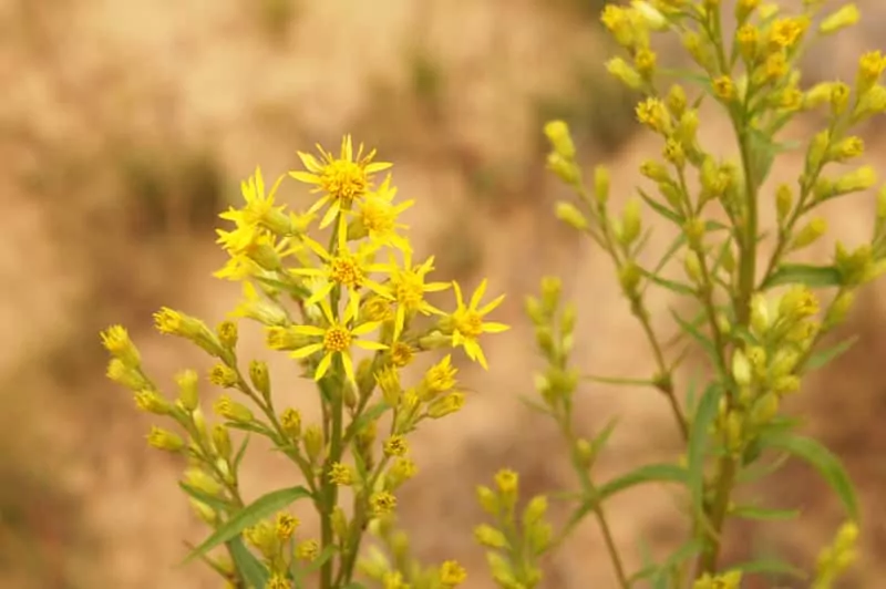 Nawłoć pospolita Kwiaty nawłoci pospolitej, nazywanej też polską mimozą, uprawa, sadzenie, pielegnacja oraz właściwości lecznicze i zastosowanie