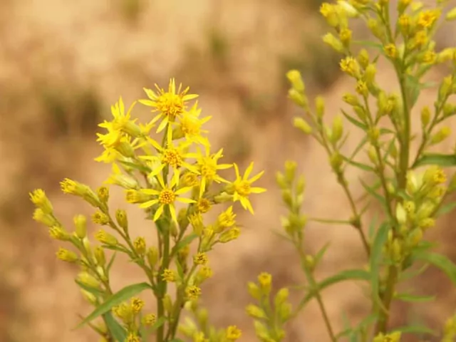 Nawłoć pospolita: uprawa i właściwości lecznicze