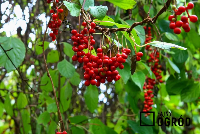 Cytryniec chiński to dekoracyjne pnącze o jadalnych owocach stosowane w ziołolecznictwie Cytryniec chiński w czasie owocowania