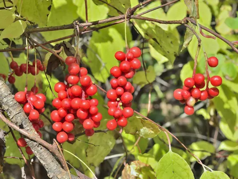 Egzotyczna roślina na polskie mrozy cytryniec