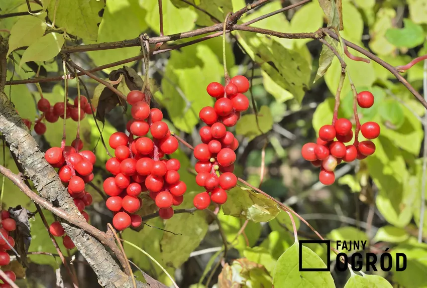 Sadzonki tej rośliny są dostępne w sklepach stacjonarnych i internetowych w przystępnych cenach Owoce cytryńca chińskiego