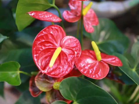 Groźne, niebezpieczne kwiaty doniczkowe