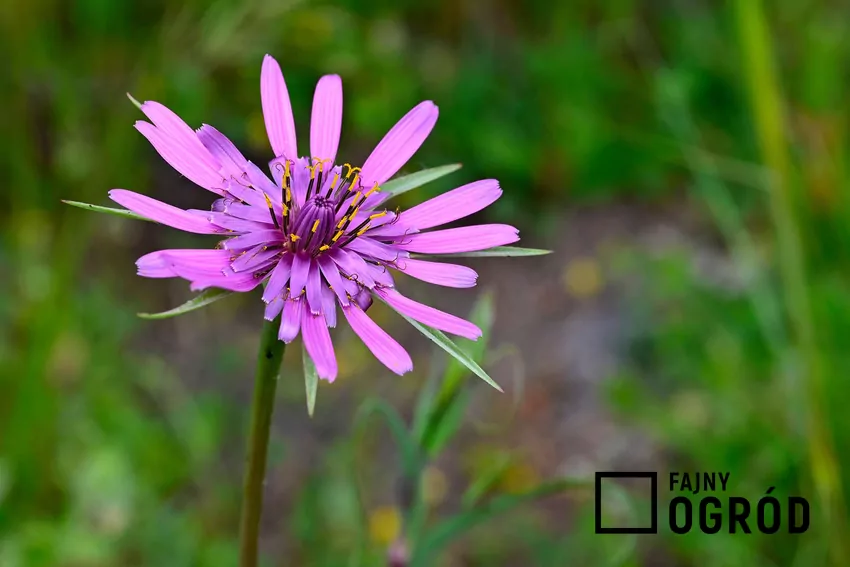 Salsefia zawiera inulinę, która wspiera florę jelitową i stabilizuje poziom cukru we krwi Kwiaty salsefii mają fioletowy kolor