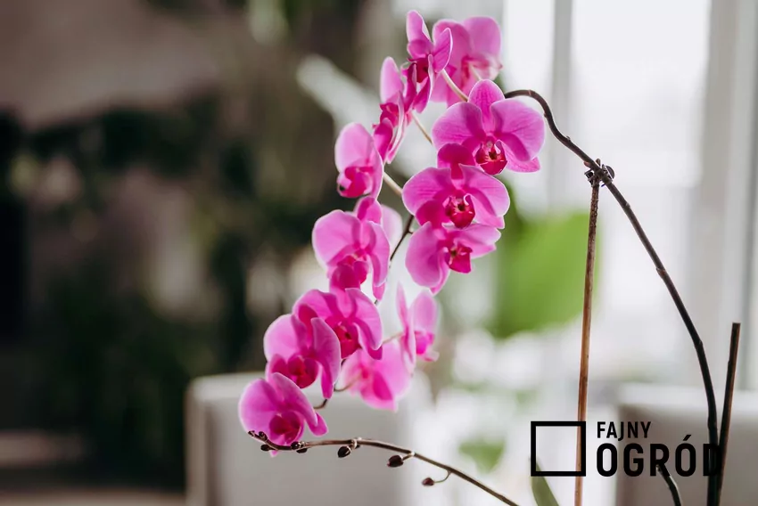 Storczyki najlepiej podlewać metodą zanurzeniową lub przelewania, unikając zraszania liści Różowy storczyk