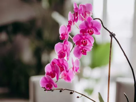 Podlewanie storczyka krok po kroku