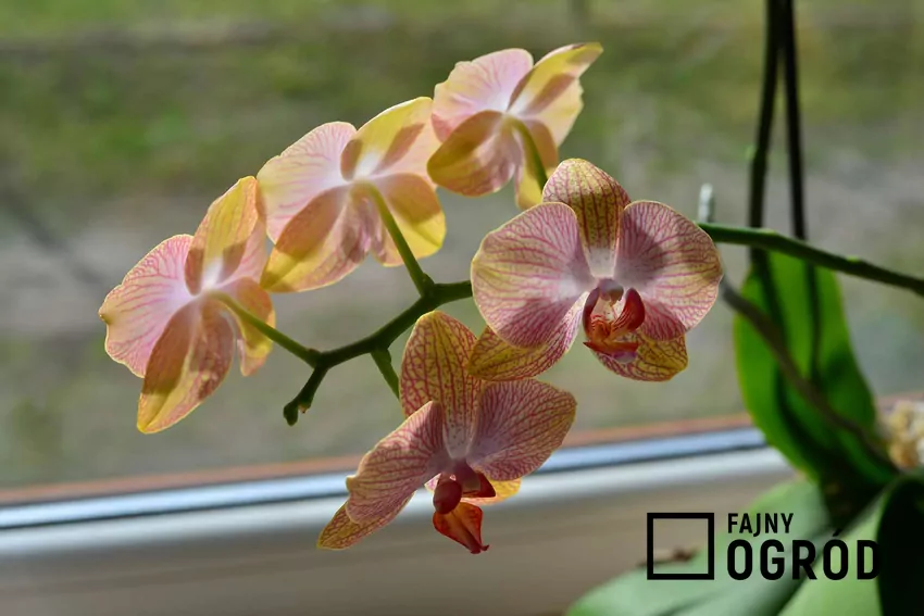 Zimą storczyki potrzebują podlewania co 2 tygodnie lub rzadziej Storczyk o pomarańczowych kwiatach