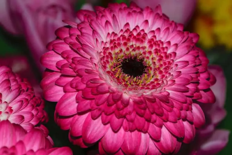 Gerbera Jamesona Gerbera Jamesona o purpurowych kwiatach, idealna do ogrodu, a także jej uprawa, pielęgnacja, sadzenie i wymagania siedliskowe