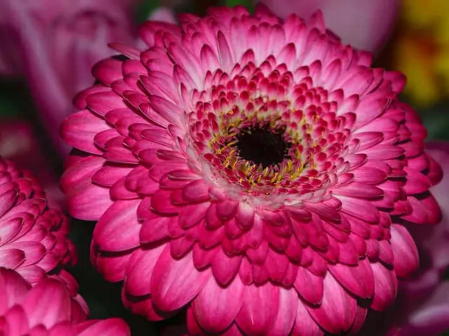 Uprawa i pielęgnacja Gerbery Jamesona