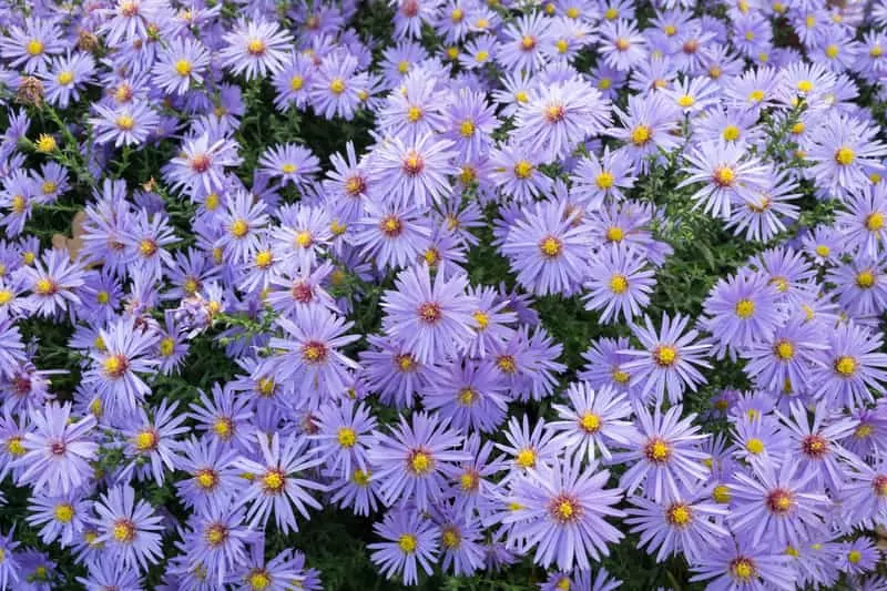 Astry o drobnych niebieskich kwiatach, rosnące w postaci niewielkiego krzewu, a także odmiany, ceny sadzonek, pielęgnacja oraz uprawa