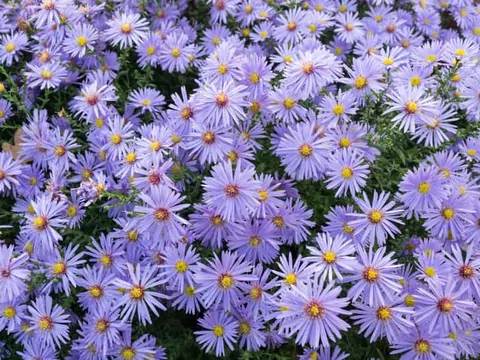 Aster krzaczasty: odmiany, uprawa, cena
