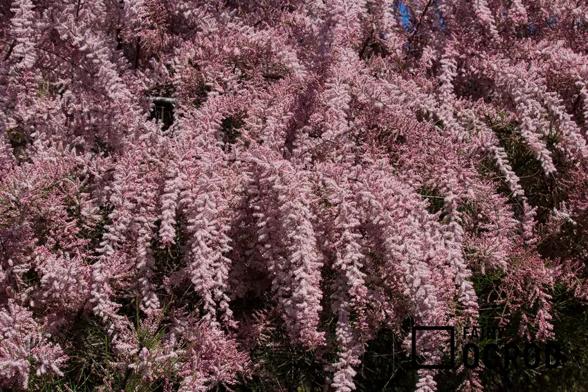 Tamaryszek francuski to jeden z najbardziej intersujących krzewów. Jego sadzenie i uprawa nie są trudne, chociaż ma dość duże wymagania siedliskowe.