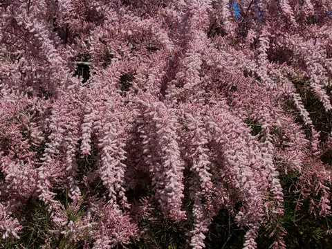 Tamaryszek francuski: uprawa i pielęgnacja