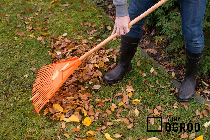 Liście z ogrodu można wykorzystać jako kompost, ściółkę lub naturalny nawóz Grabienie liści w ogrodzie