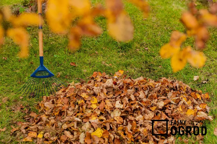 Liście z ogrodu powinny być wyrzucane do pojemników na odpady bio Liście w ogrodzie
