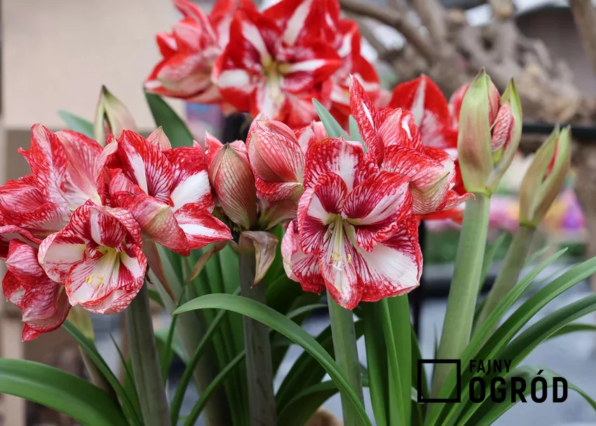 Amarylisy w doniczce