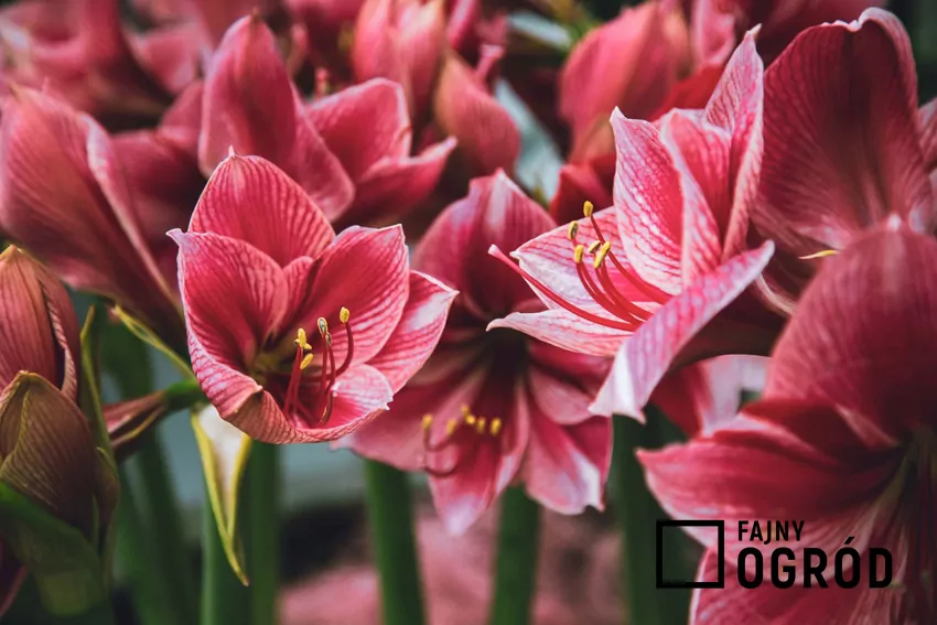 Po przekwitnięciu roślina wymaga kilku miesięcy spoczynku w chłodnym, ciemnym miejscu Kwiaty amarylisa