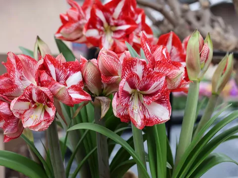 Amarylis może zakwitnąć na święta