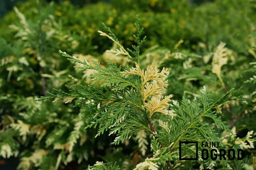 Cyprys wielkoszyszkowy Cyprys wielkoszyszkowy a także uprawa, pielęgnacja w ogrodzie oraz sadzenie i kupowanie sadzonek krok po kroku