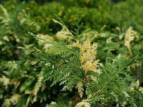 Uprawa i pielęgnacja cyprysa wielkoszyszkowego
