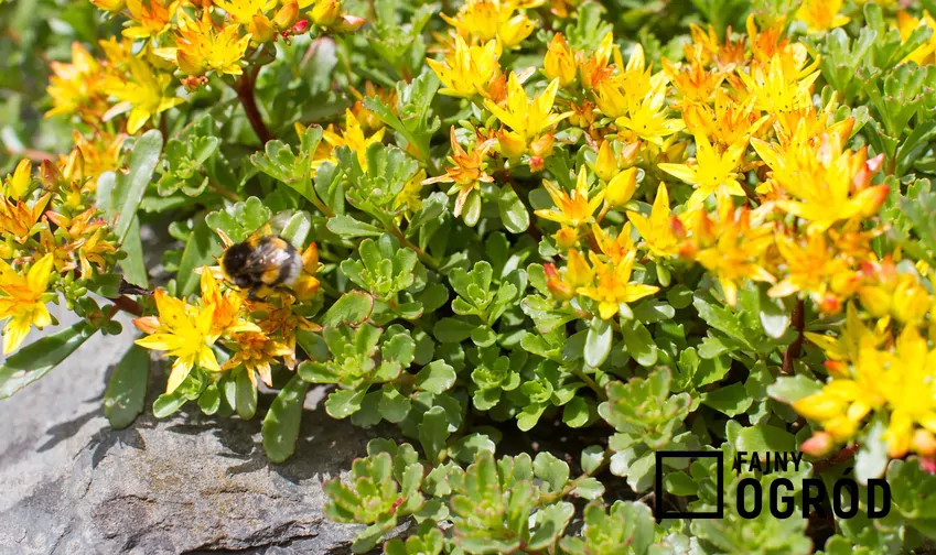 Rozchodnik kamczacki variegatum Rozchodnik kamczacki o żółtych kwiatach w czasie kwitnienia, a także sadzenie, pielęgnacja, uprawa, podlewanie i zastosowanie