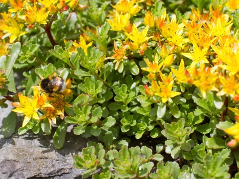 Rozchodnik kamczacki variegatum