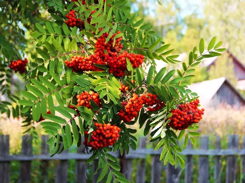 Jarząb pospolity - odmiany i pielęgnacja