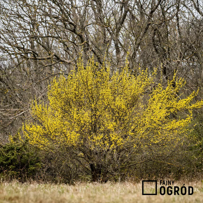Nie tylko forsycja kwitnie wczesną wiosną Kwitnący dereń nie jest tak efektowny jak forsycja, ale daje pokarm owadom