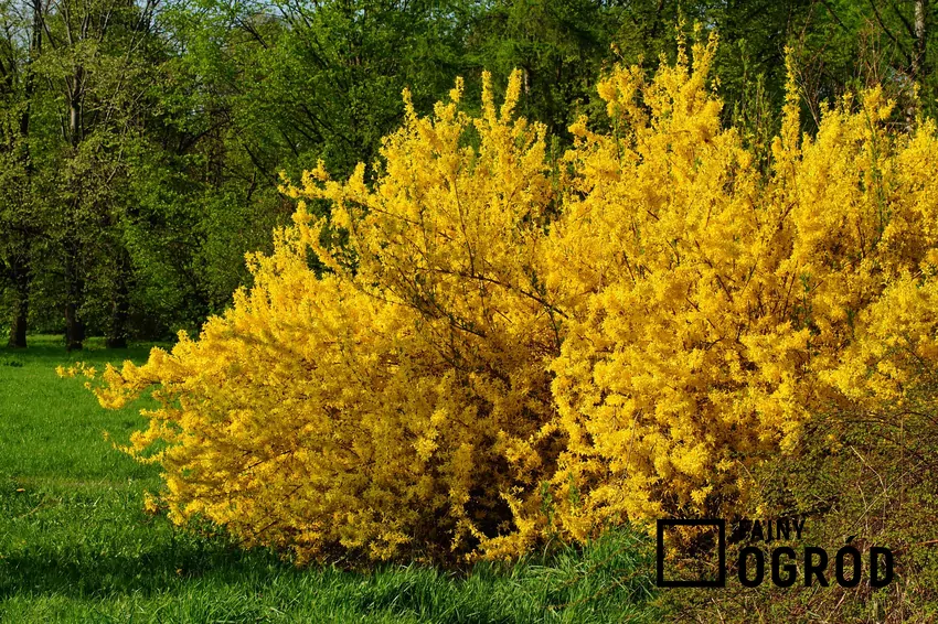Krzewy forsycji rozwijają bujnie kwiaty wczesną wiosną Forsycje ogrodowe są w naszych warunkach odmianami mieszańców o kwiatach płonnych