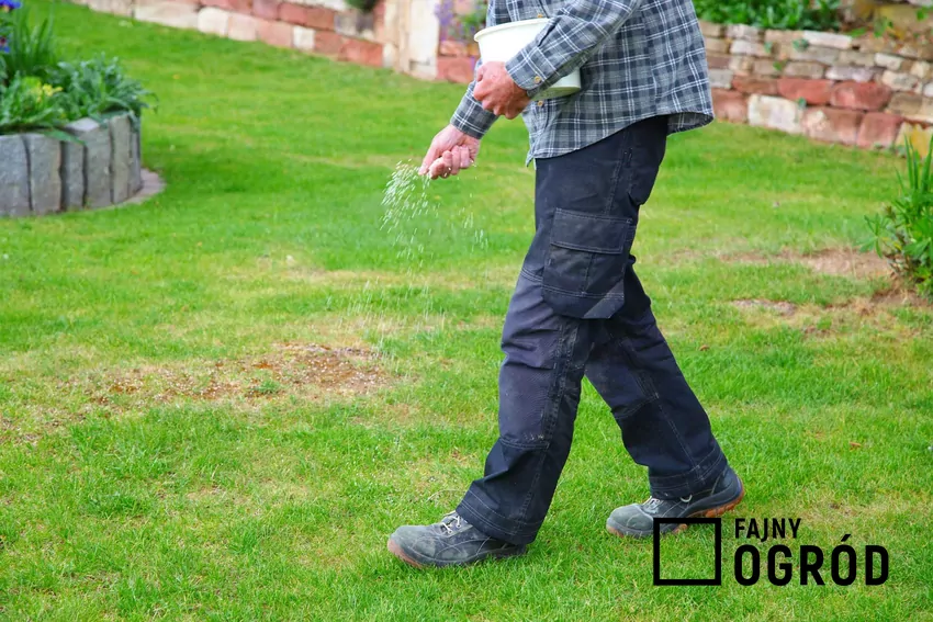 Rozsypywanie nawozu na trawniku