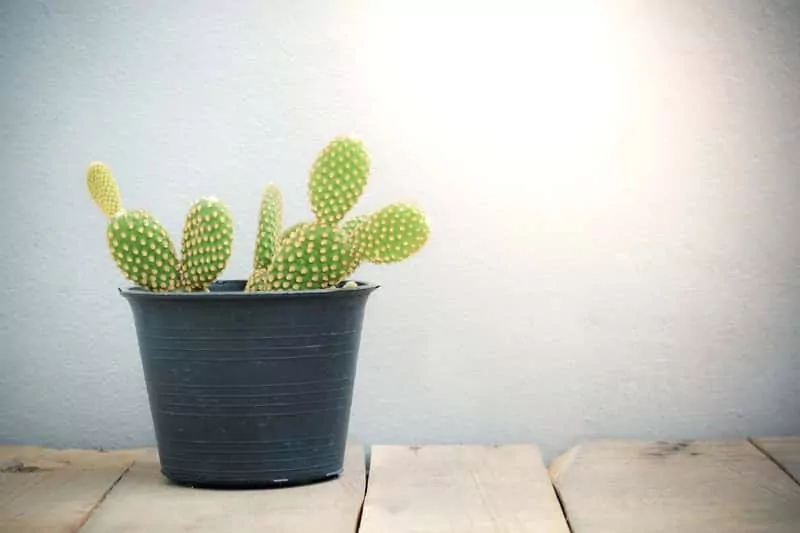 Opuncja drobnokolczasta Opuncja drobnokolczasta - ciekawy sekulent