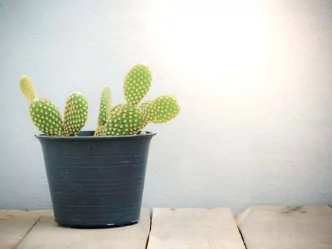 Opuncja drobnokolczasta: uprawa i pielęgnacja